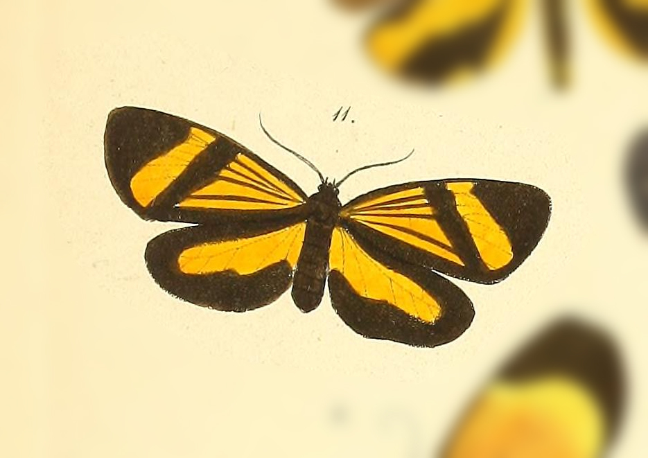 Paratype trifera