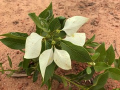 Coelospermum decipiens