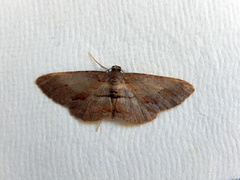 Hypomecis pallidiscaria