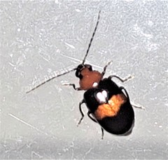 Monolepta rubrofasciata