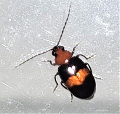 Monolepta rubrofasciata