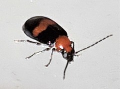 Monolepta rubrofasciata
