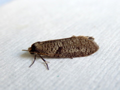 Lepidoscia euryptera