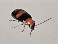 Monolepta rubrofasciata