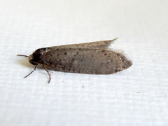 Lepidoscia heliochares