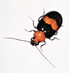 Monolepta rubrofasciata