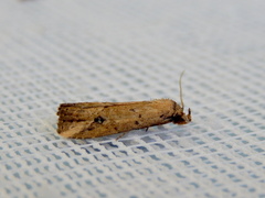 Luceria oculalis