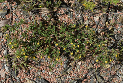 Stylosanthes viscosa