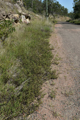 Stylosanthes viscosa