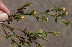 Stylosanthes viscosa