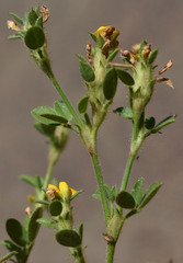Stylosanthes viscosa