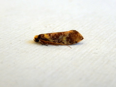 Monopis chrysogramma