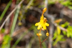 Utricularia chrysantha
