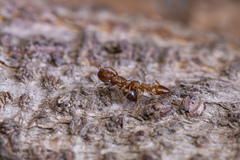 Crematogaster
