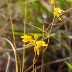 Utricularia chrysantha