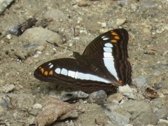 Adelpha alala