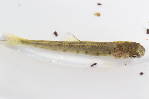 Salmo salar