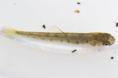 Salmo salar