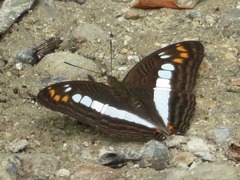 Adelpha alala