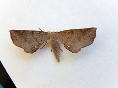 Parepisparis multicolora