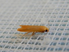 Platoloncha psamathina