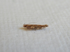 Pyroderces falcatella