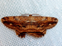 Scioglyptis lyciaria