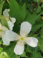 Clematis montana