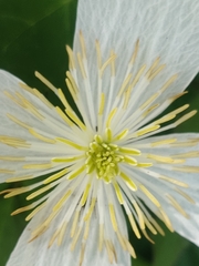 Clematis montana