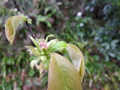 Pseudocydonia sinensis