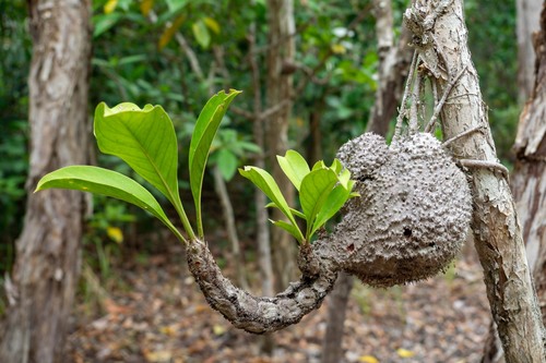 Myrmecodia platytyrea, photograph 2