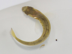 Salmo salar