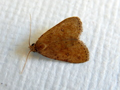 Tolpiodes oligolasia