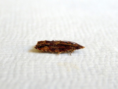 Tritopterna capyra