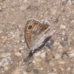 Lasiommata schakra