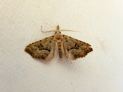Trigonistis asthenopa