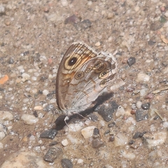 Lasiommata schakra