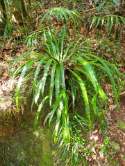 Asplenium simplicifrons