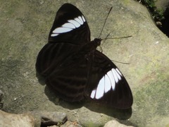 Adelpha epione