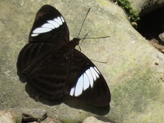 Adelpha epione