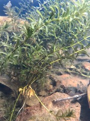 Hydrilla