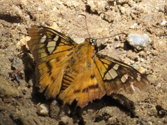 Myscelus epimachia