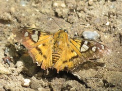 Myscelus epimachia