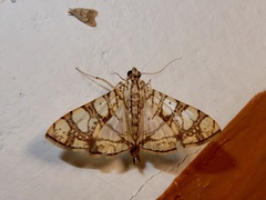 Glyphodes caesalis