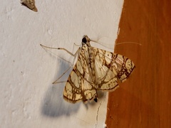 Glyphodes caesalis