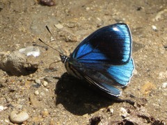 Catagramma hystaspes