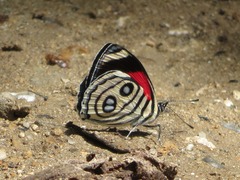 Catagramma hystaspes