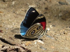 Catagramma hystaspes