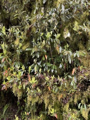 Actinodaphne mushaensis