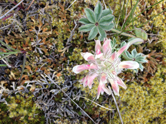 Trifolium macrocephalum